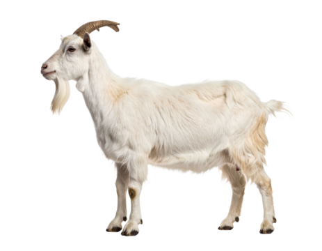 White goat with beard side view isolated on white background.