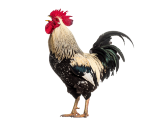 Rooster crowing isolated on white background.