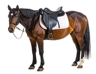 Brown horse with saddle isolated on white background.