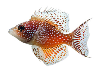 Naklejka premium A colorful spotted tropical reef fish isolated on a white background