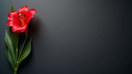 Red gloriosa lily on slate canvas with bold curves and soft shadows, dramatic floral flat-lay with clean 16:9 center.