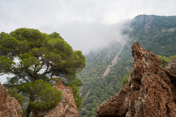 Misty Forested Volcanic Slope of Kameno Vouno