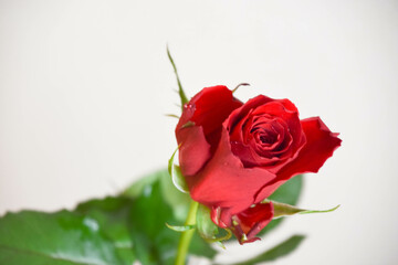 赤い薔薇