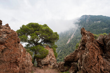 Misty Forested Volcanic Slope of Kameno Vouno