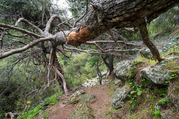 Forest Trail Through Rocky Volcanic Slope in Methana