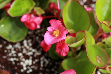 Fototapeta premium 사철베고니아