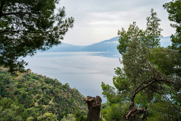 Sea View Through Pine Trees on Methana Hillside