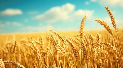 Fototapeta premium Empty wheat field with golden crops ready for harvest, swaying gently under a soft blue sky, calm rural mood.