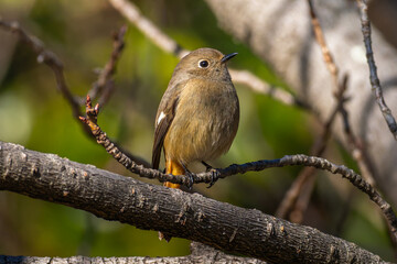 枝にとまるジョウビタキのメス