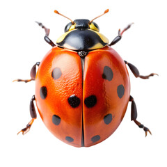 Magnificent Ladybug: Close-Up View of a Seven-Spotted Ladybug