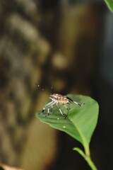 insects on leaves