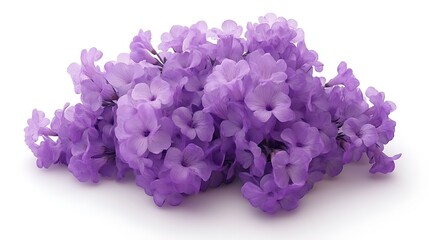 Obraz premium Bunch of vibrant purple Jacaranda flowers isolated on a white background