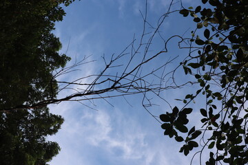 sky and tree