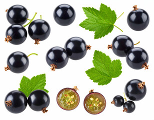 Collection of Fresh Black Currants with Leaves Isolated on White Background