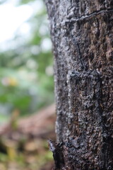 bark of a tree
