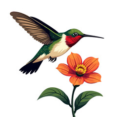 Fototapeta premium Vibrant Vector Illustration of a Ruby-Throated Hummingbird Hovering Near a Blooming Orange Flower