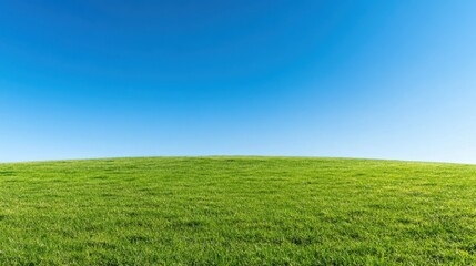 Obraz premium Vast empty grass field under a clear blue sky, no trees or structures, evoking calmness, solitude, and peaceful nature.