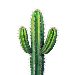 Naklejka premium cactus isolated on white