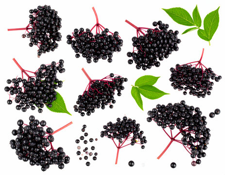 Collection of Fresh Elderberries with Leaves Isolated on White Background