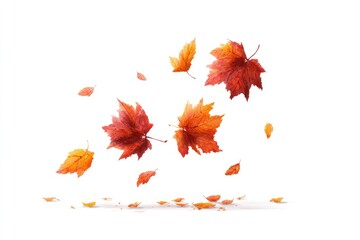 Red and orange autumn leaves falling against a white background.  Several leaves are mid-air, others on the ground
