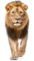 Obraz premium rendering of a big male lion isolated on white background.