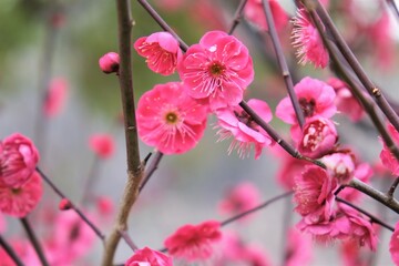  日本、大阪、大阪城、梅、梅林、花、大阪城公园、庭園、春、綠色、風景、青空、写真素材