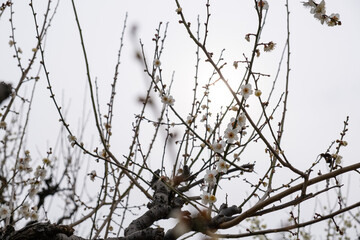  日本、大阪、大阪城、梅、梅林、花、大阪城公园、庭園、春、綠色、風景、青空、写真素材