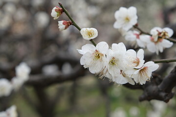  日本、大阪、大阪城、梅、梅林、花、大阪城公园、庭園、春、綠色、風景、青空、写真素材