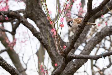 日本、大阪、大阪城、梅、梅林、花、大阪城公园、庭園、春、綠色、風景、青空、写真素材