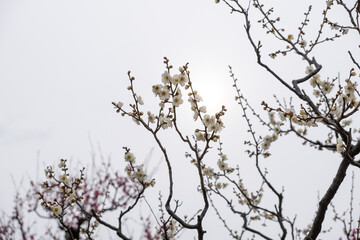  日本、大阪、大阪城、梅、梅林、花、大阪城公园、庭園、春、綠色、風景、青空、写真素材