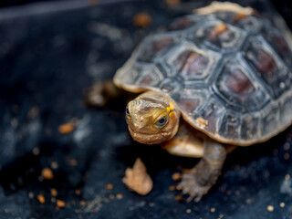 餌を食べるセマルハコガメ