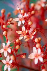 Soft red and white tropical blossoms with buds, abstract floral art. Closeup of Clerodendrum paniculatum