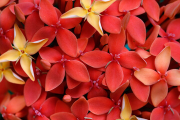 Macro shot of Clerodendrum paniculatum flower with curling red stamens