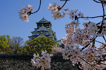 日本、大阪、大阪城、桜、花、金城、大阪城公园、日本の城、特別史跡、輪郭式平城、天守、庭園、春、歷史名勝、綠色、風景、青空、初夏、写真素材	
