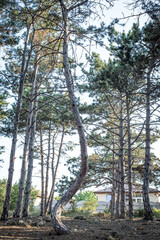 trees in the forest
