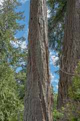 Towering Douglas Firs and Lush Greenery in Stanley Park, Vancouver