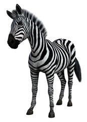 Zebra standing isolated. High resolution 3d render on a transparent background. No AI used