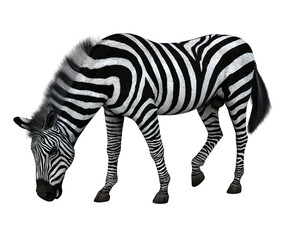 Zebra standing isolated. High resolution 3d render on a transparent background. No AI used