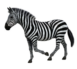 Zebra walking isolated. High resolution 3d render on a transparent background. No AI used