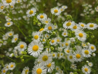 Fototapeta premium field of daisies
