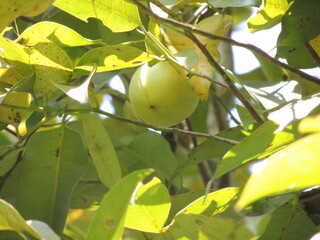 amla plant 