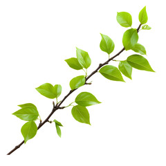 Obraz premium Fresh green branch with bright leaves on a textured background evoking natural growth and renewal with space for text 