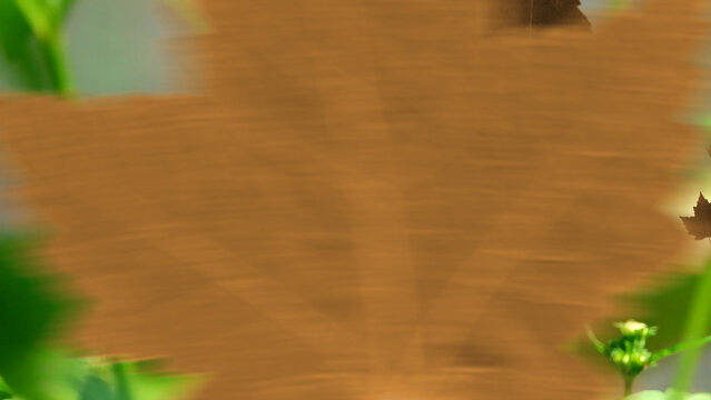 Leaves 2 Styles Horizontal Transitions 1 MOGRT 430