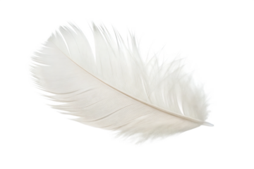  white feather  isolated on white background PNG