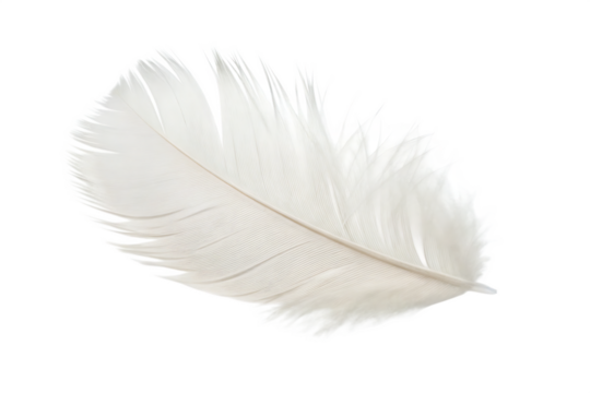  white feather  isolated on white background PNG