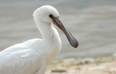 A young Spoonbill, Platalea leucorodia, resting along the edge of a reservoir.