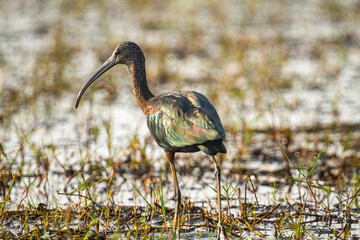 Glossy Ibis in chilka bird sanctuary in odisha in india 