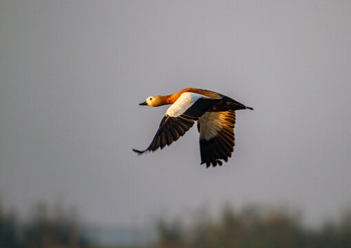 ducks in chilka bird sanctuary in odisha in india 