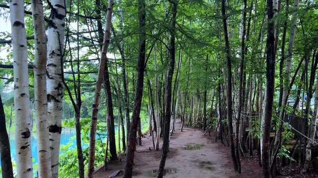 Peaceful forest trail with view of Biei Blue Pond on a quiet, cloudy summer day