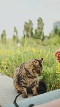 Woman playing with her cat during the outdoor walk. , Pets owner relationship concept.